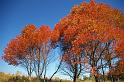 Tamarack Fall 1
